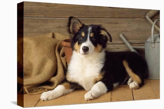 Border Collie Dog Puppy-null-Premier Image Canvas