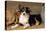 Border Collie Dog Puppy-null-Premier Image Canvas