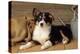 Border Collie Dog Puppy-null-Premier Image Canvas