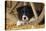 Border Collie Dog Puppy-null-Premier Image Canvas