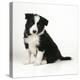 Border Collie Dog Puppy-null-Premier Image Canvas