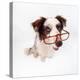 Border Collie Dog Wearing Glasses-null-Premier Image Canvas