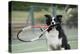 Border Collie Holding Tennis Racket-null-Premier Image Canvas