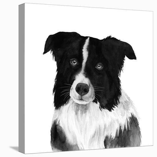 Border Collie II-Grace Popp-Stretched Canvas