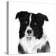 Border Collie II-Grace Popp-Stretched Canvas
