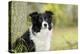 Border Collie in Front of Tree-null-Premier Image Canvas