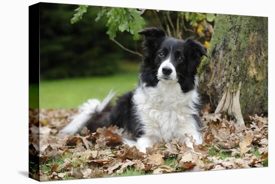 Border Collie in Leaves-null-Premier Image Canvas