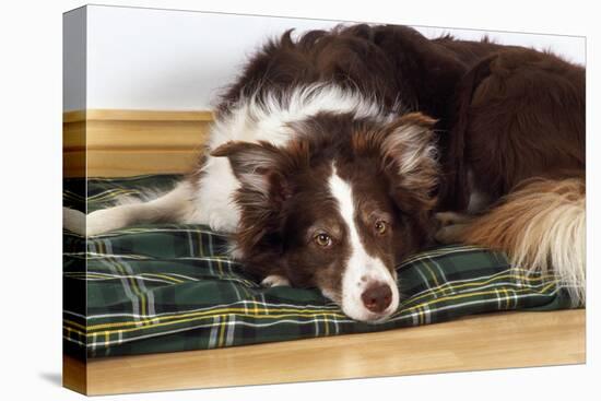 Border Collie Lying on its Bed-null-Premier Image Canvas