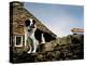 Border Collie on Moss Covered Stone Wall-Jody Miller-Premier Image Canvas