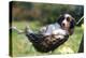 Border Collie Puppy Lying in Hammock-null-Premier Image Canvas