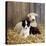 Border Collie Puppy with Lamb-null-Premier Image Canvas