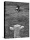 Border Collie, Roy, Winner of North American Sheep Dog Society Championship 3 Times in Succession-Robert W^ Kelley-Premier Image Canvas