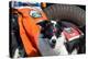 Border Collie Search and Rescue Dog-Zandria Muench Beraldo-Premier Image Canvas