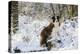 Border Collie Standing on Snow Covered Tree Stump-null-Premier Image Canvas