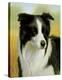 Border Collie-John Silver-Stretched Canvas