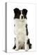 Border Collie-null-Premier Image Canvas