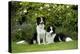 Border Collies Sitting in the Garden-null-Premier Image Canvas