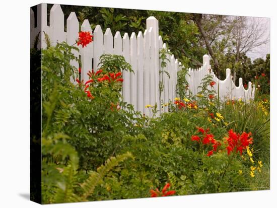 Border Garden, New Smyrna Beach, Florida-Lisa S. Engelbrecht-Premier Image Canvas