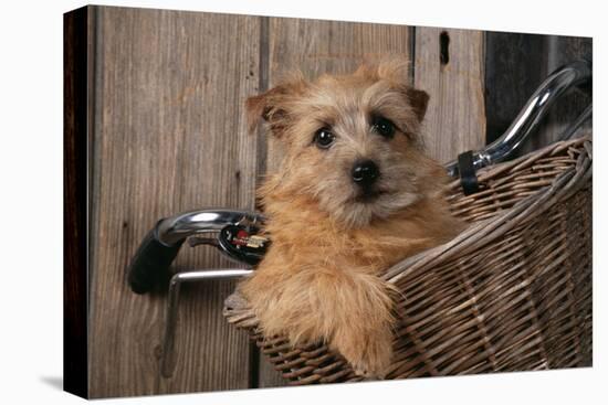 Border Terrier in Bicycle Basket-null-Premier Image Canvas