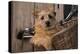 Border Terrier in Bicycle Basket-null-Premier Image Canvas