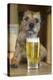 Border Terrier in Pub with Beer-null-Premier Image Canvas