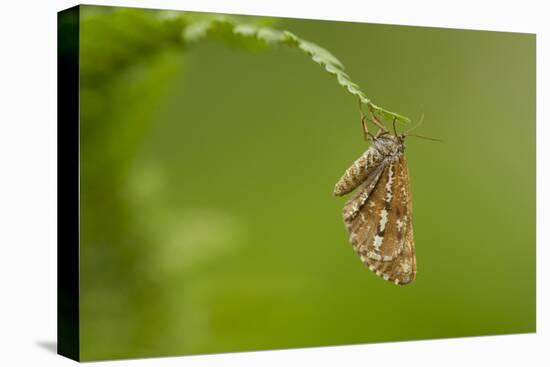 Bordered White (Bupalus Piniaria) Adult Moth On Fern, Sheffield, England, UK, June-Paul Hobson-Premier Image Canvas