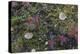 Boreal forest, lichen, moss, mushroom, autumn, Yukon, Canada-Gerry Reynolds-Premier Image Canvas