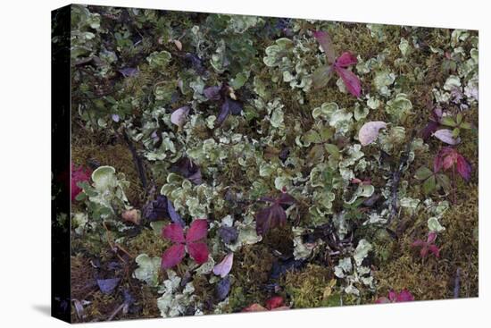 Boreal forest, lichen, moss, mushroom, autumn, Yukon, Canada-Gerry Reynolds-Premier Image Canvas