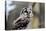 Boreal Owl-Reiner Bernhardt-Premier Image Canvas