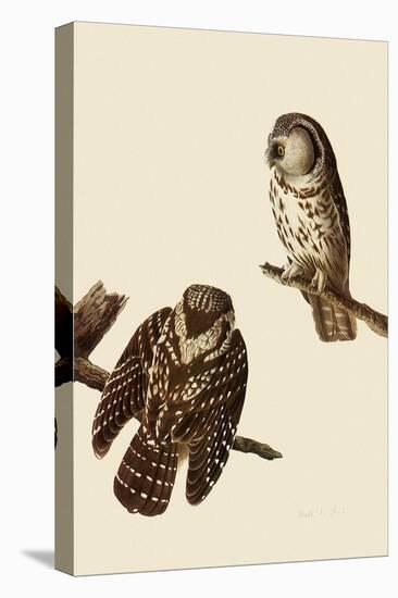 Boreal Owls-John James Audubon-Premier Image Canvas