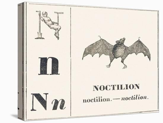 Born for Noctilion (Fishing Bat Native to Latin America), 1850 (Engraving)-Louis Simon (1810-1870) Lassalle-Premier Image Canvas