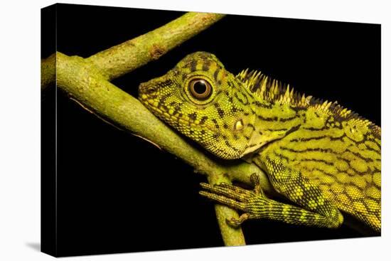 Bornean Angle-headed Lizard on branch in rainforest, Borneo-Alex Hyde-Premier Image Canvas