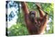 Bornean Orangutan mother and baby, Borneo, Malaysia, Southeast Asia, Asia-Don Mammoser-Premier Image Canvas