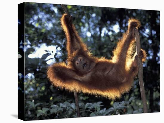 Borneo, Tanjung National Park Orangutan (Pongo Pygmaeus) juvenile stretching out between branches-Theo Allofs-Premier Image Canvas