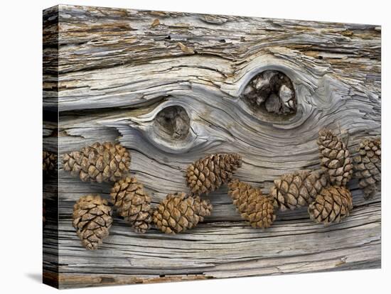 Bosnian Pine (Pinus Leucodermis) Close-Up Fallen Trunk Bark with Cones, Pollino, Basilicata, Italy-M?ller-Premier Image Canvas