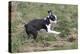 Boston Terrier 01-Bob Langrish-Premier Image Canvas