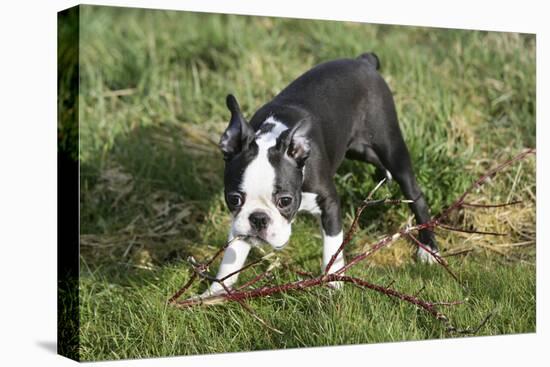 Boston Terrier 23-Bob Langrish-Premier Image Canvas