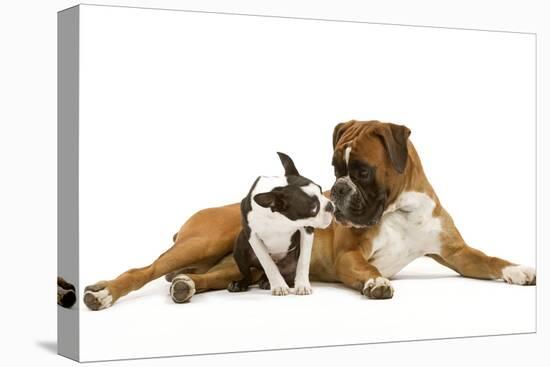 Boston Terrier and Boxer Sniffing Each Other in Studio-null-Premier Image Canvas