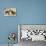 Boston Terrier and French Bulldog-null-Premier Image Canvas displayed on a wall