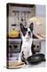 Boston Terrier Dog with Pancake Being Flipped-null-Premier Image Canvas