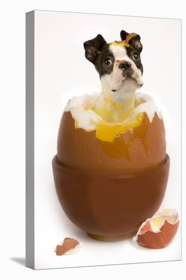 Boston Terrier in Boiled Egg-null-Premier Image Canvas