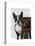 Boston Terrier Photographer-Fab Funky-Stretched Canvas