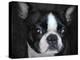 Boston Terrier Portrait-Jai Johnson-Premier Image Canvas