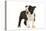 Boston Terrier Puppy in Studio-null-Premier Image Canvas