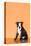 Boston Terrier Puppy-Don Mason-Premier Image Canvas