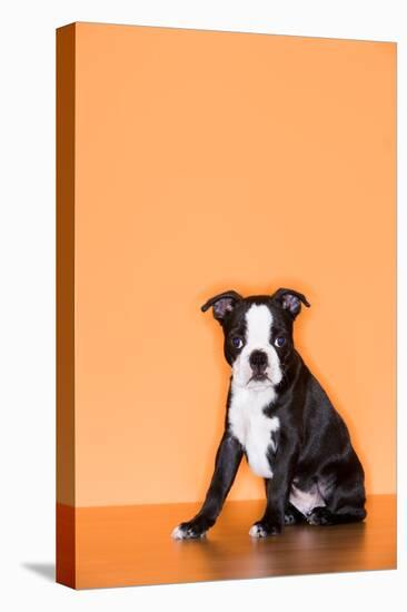 Boston Terrier Puppy-Don Mason-Premier Image Canvas