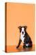 Boston Terrier Puppy-Don Mason-Premier Image Canvas