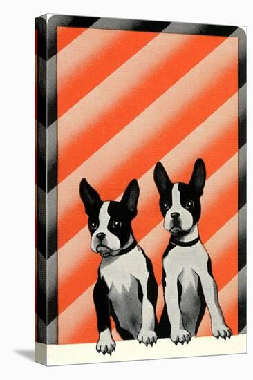 Boston Terrier Pups-null-Stretched Canvas