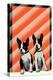 Boston Terrier Pups-null-Stretched Canvas