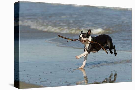 Boston Terrier Running in Sea with Stick-null-Premier Image Canvas